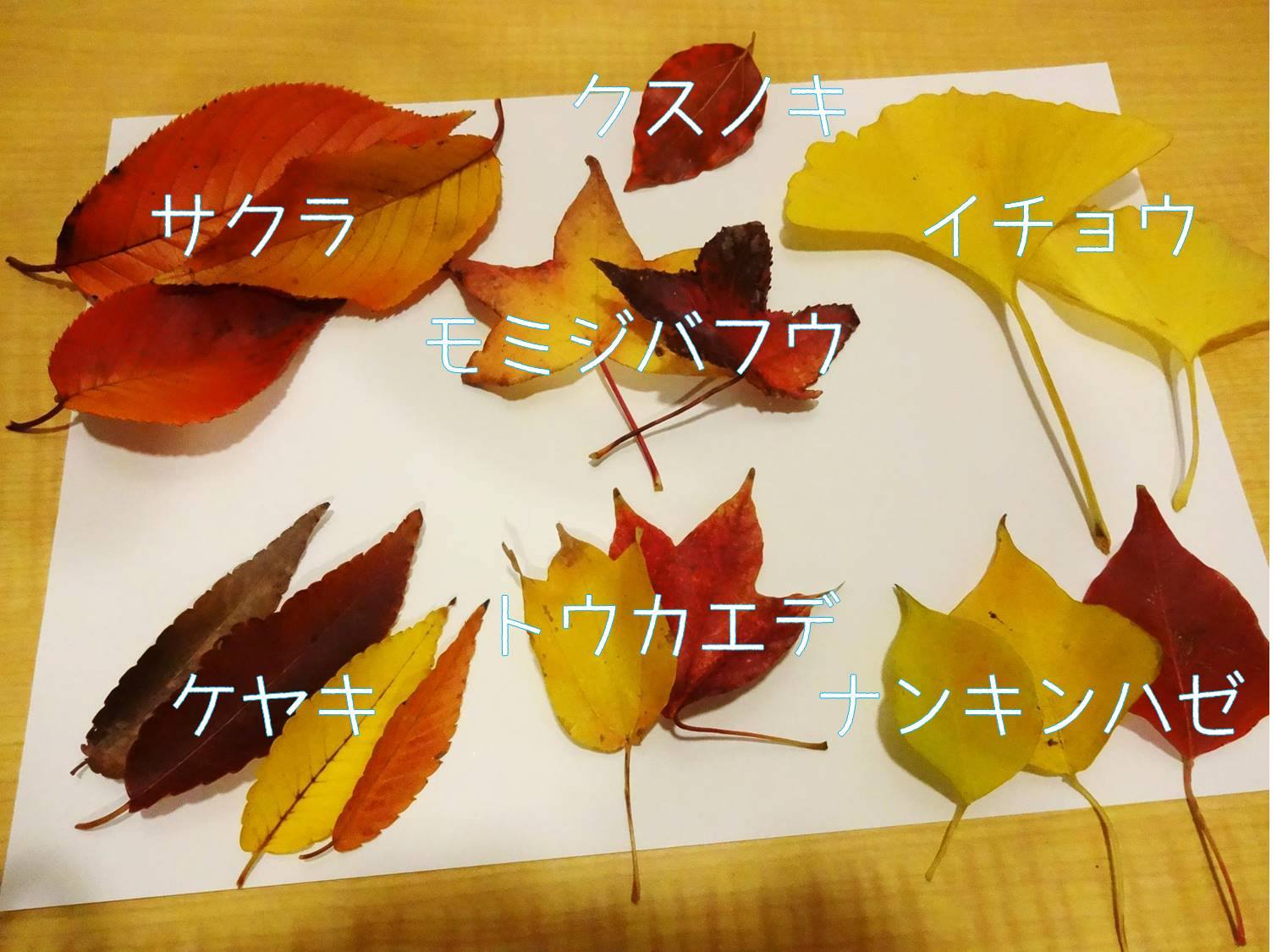 落ち葉が鮮やか 中野四季都市は紅葉の季節 公式 Nakano Central Park 中野セントラルパーク